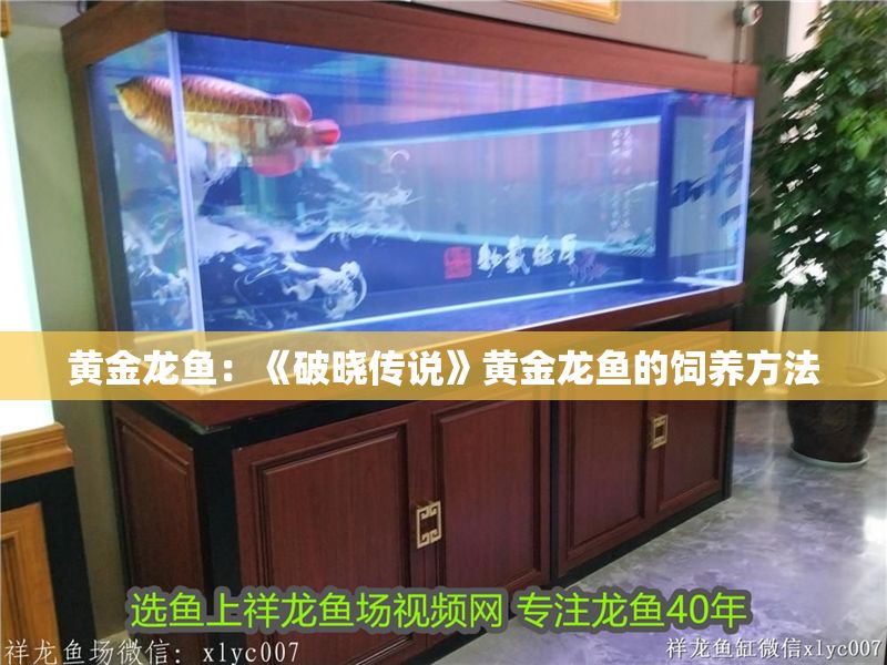 黃金龍魚：《破曉傳說》黃金龍魚的飼養方法 黃金龍魚：《破曉傳說》黃金龍魚的飼養方法 龍魚百科 第1張