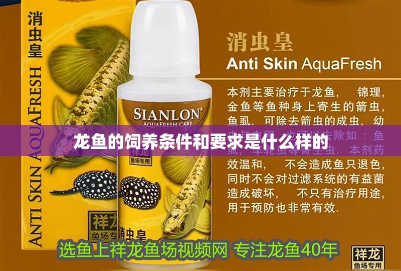 龍魚的飼養條件和要求是什么樣的