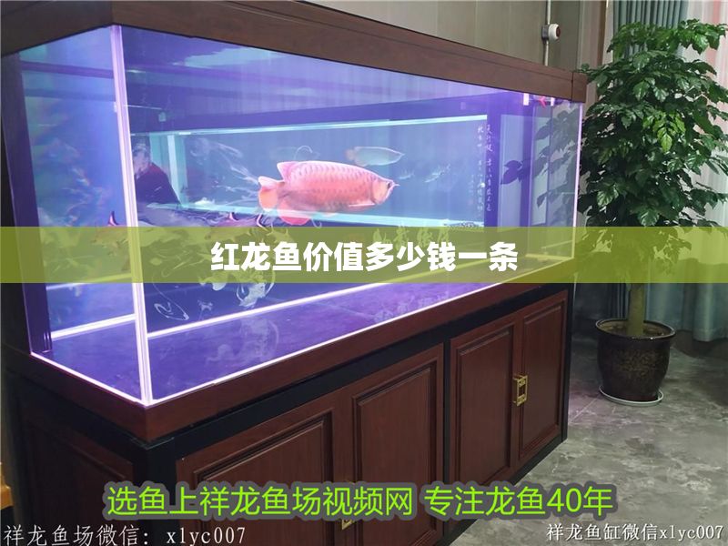 紅龍魚價值多少錢一條 紅龍魚價值多少錢一條 龍魚百科 第1張