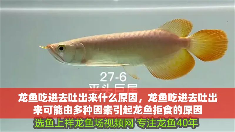 龍魚吃進去吐出來什么原因，龍魚吃進去吐出來可能由多種因素引起龍魚拒食的原因