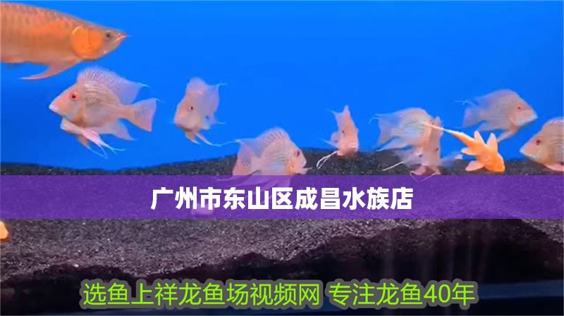 廣州市東山區(qū)成昌水族店