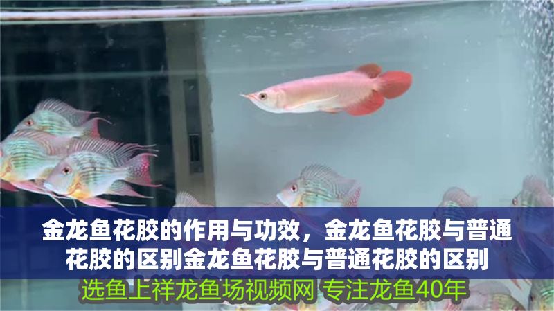 金龍魚花膠的作用與功效，金龍魚花膠與普通花膠的區(qū)別金龍魚花膠與普通花膠的區(qū)別