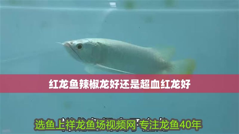 紅龍魚辣椒龍好還是超血紅龍好