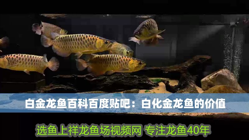 白金龍魚百科百度貼吧：白化金龍魚的價值