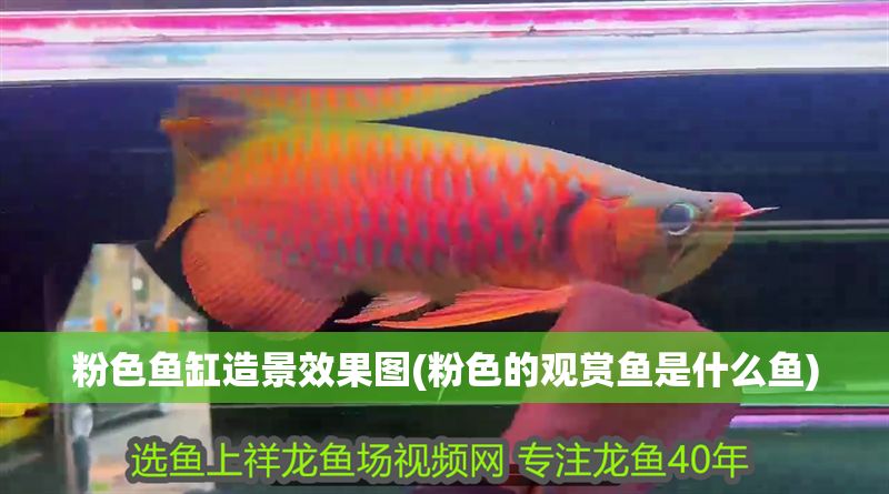 粉色魚缸造景效果圖(粉色的觀賞魚是什么魚)