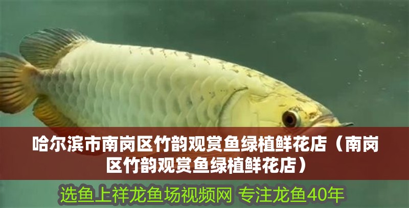 哈爾濱市南崗區竹韻觀賞魚綠植鮮花店（南崗區竹韻觀賞魚綠植鮮花店）