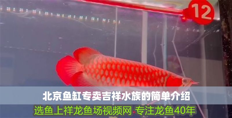 北京魚缸專賣吉祥水族的簡(jiǎn)單介紹