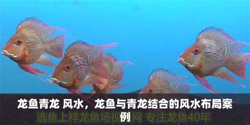 龍魚青龍 風水，龍魚與青龍結合的風水布局案例