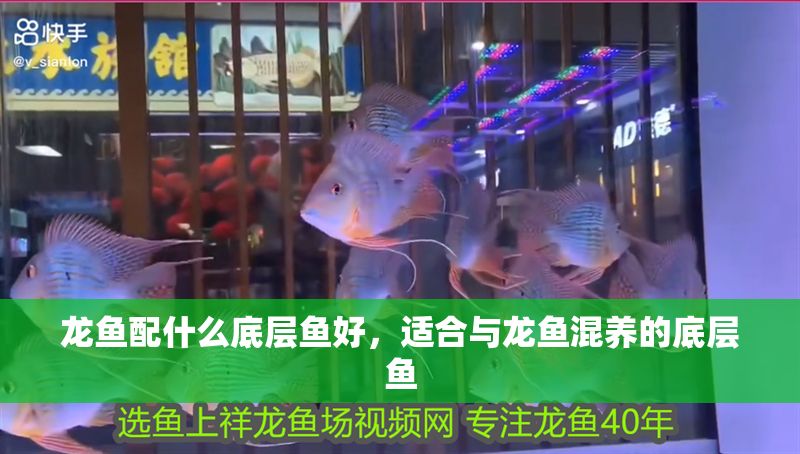 龍魚配什么底層魚好，適合與龍魚混養(yǎng)的底層魚