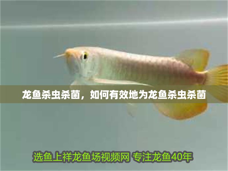 龍魚殺蟲殺菌，如何有效地為龍魚殺蟲殺菌