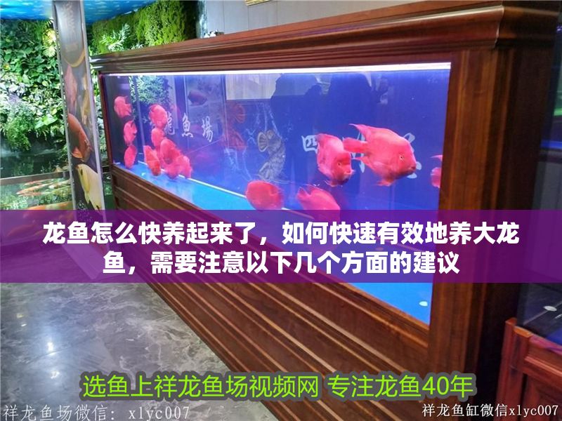 龍魚怎么快養起來了，如何快速有效地養大龍魚，需要注意以下幾個方面的建議