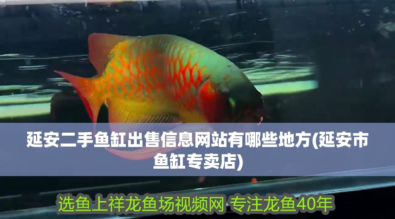 延安二手魚缸出售信息網站有哪些地方(延安市魚缸專賣店) 延安二手魚缸出售信息網站有哪些地方(延安市魚缸專賣店) 觀賞魚百科