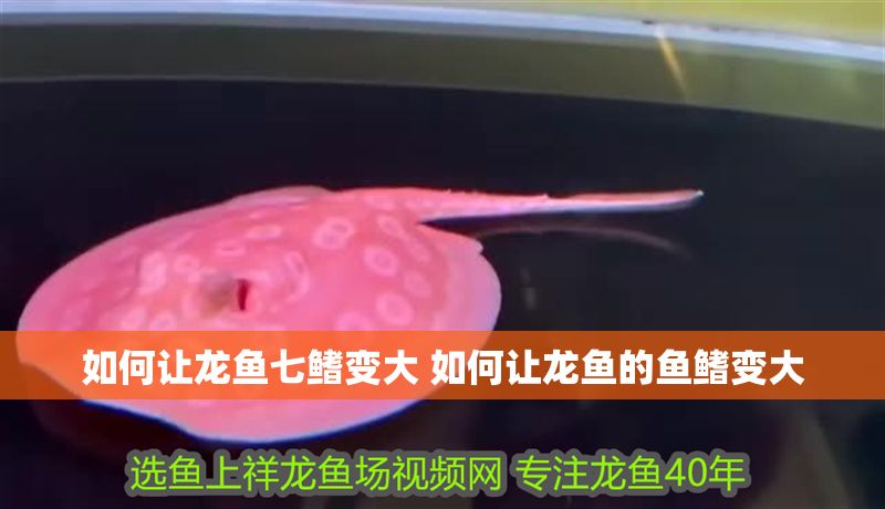 如何讓龍魚七鰭變大 如何讓龍魚的魚鰭變大