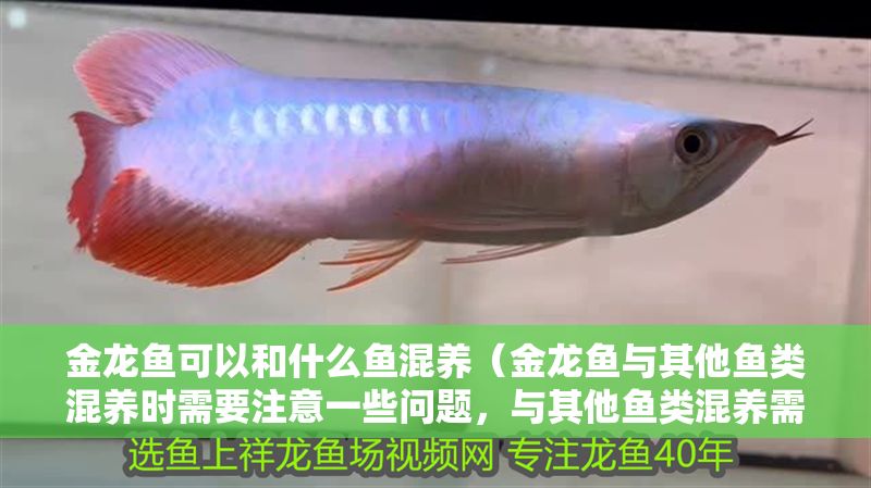 金龍魚可以和什么魚混養(yǎng)（金龍魚與其他魚類混養(yǎng)時(shí)需要注意一些問題，與其他魚類混養(yǎng)需要注意）