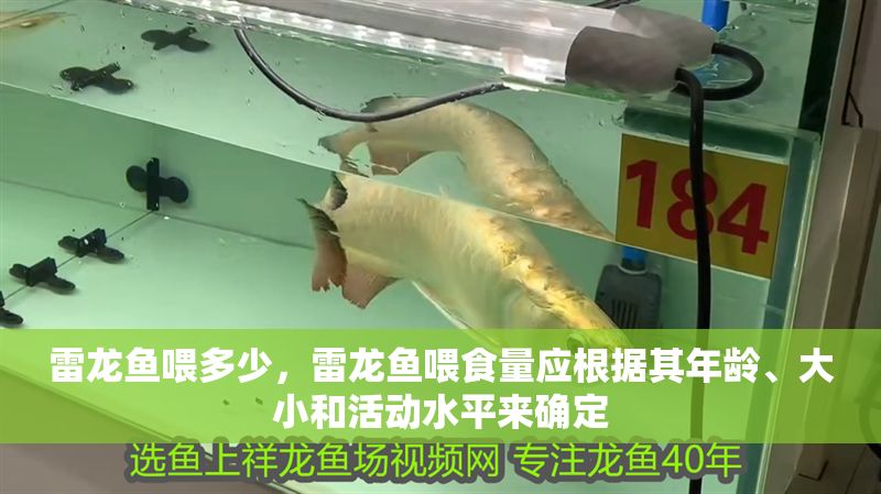 雷龍魚喂多少，雷龍魚喂食量應根據其年齡、大小和活動水平來確定 雷龍魚喂多少，雷龍魚喂食量應根據其年齡、大小和活動水平來確定 龍魚百科 第2張