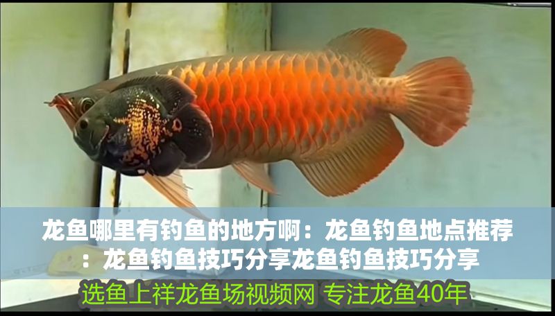 龍魚哪里有釣魚的地方啊：龍魚釣魚地點推薦：龍魚釣魚技巧分享龍魚釣魚技巧分享