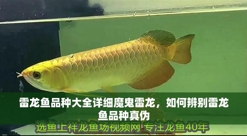 雷龍魚品種大全詳細(xì)魔鬼雷龍，如何辨別雷龍魚品種真?zhèn)? title=