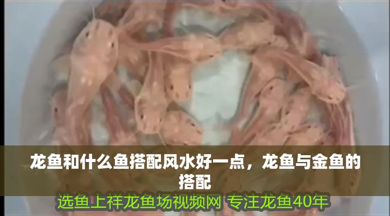 龍魚和什么魚搭配風水好一點，龍魚與金魚的搭配 龍魚和什么魚搭配風水好一點，龍魚與金魚的搭配 龍魚百科 第2張