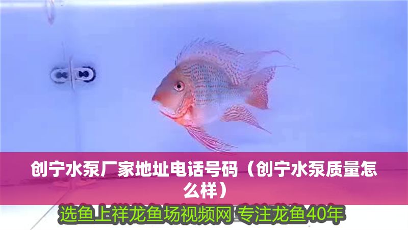創寧水泵廠家地址電話號碼（創寧水泵質量怎么樣） 創寧水泵廠家地址電話號碼（創寧水泵質量怎么樣） 龍魚百科 第1張