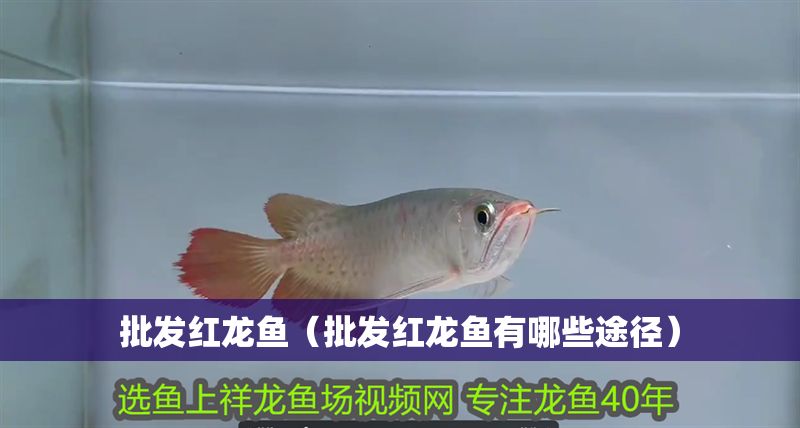 批發紅龍魚（批發紅龍魚有哪些途徑）