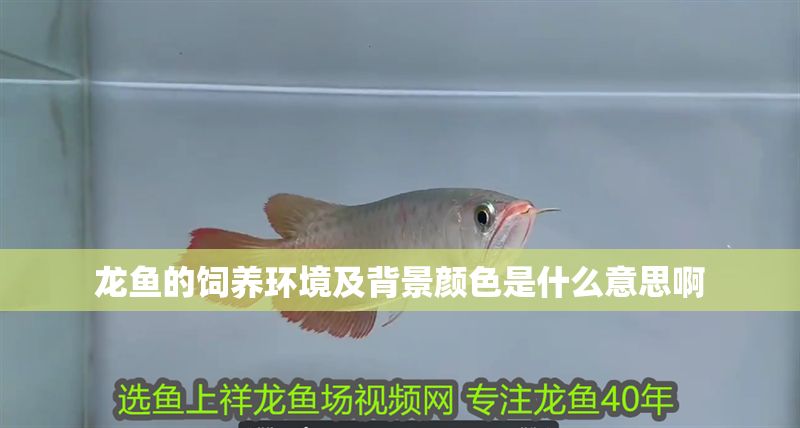 龍魚的飼養環境及背景顏色是什么意思啊 龍魚的飼養環境及背景顏色是什么意思啊 龍魚百科 第2張