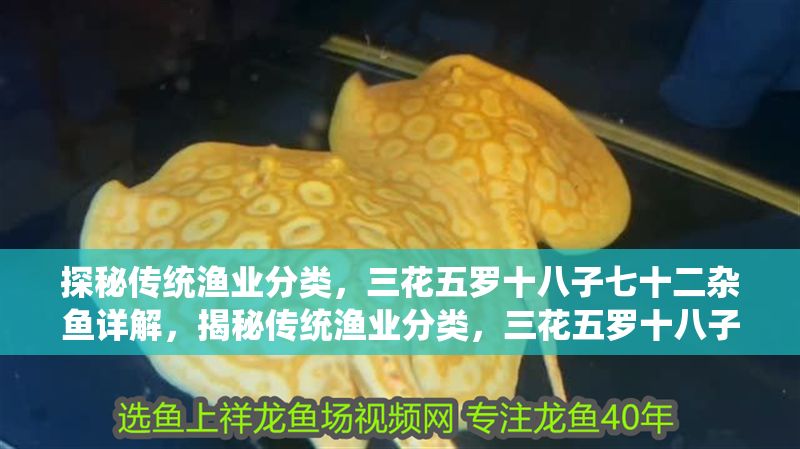 探秘傳統漁業分類，三花五羅十八子七十二雜魚詳解，揭秘傳統漁業分類，三花五羅十八子七十二雜魚全解析