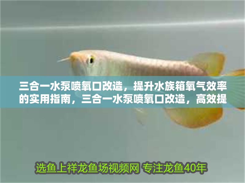 三合一水泵噴氧口改造，提升水族箱氧氣效率的實用指南，三合一水泵噴氧口改造，高效提升水族箱氧氣供給全攻略 三合一水泵噴氧口改造，提升水族箱氧氣效率的實用指南，三合一水泵噴氧口改造，高效提升水族箱氧氣供給全攻略 龍魚百科 第1張