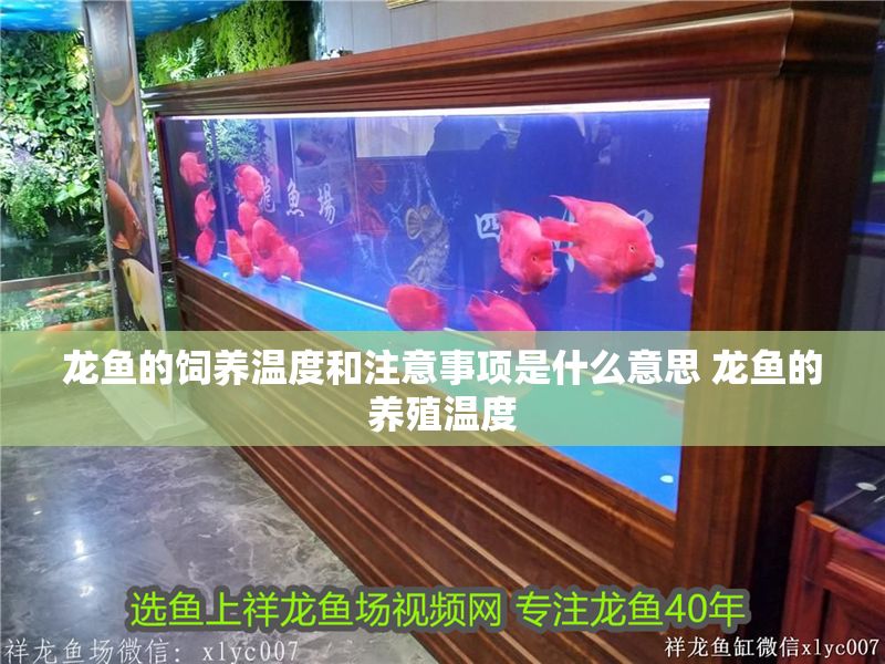 龍魚的飼養溫度和注意事項是什么意思 龍魚的養殖溫度