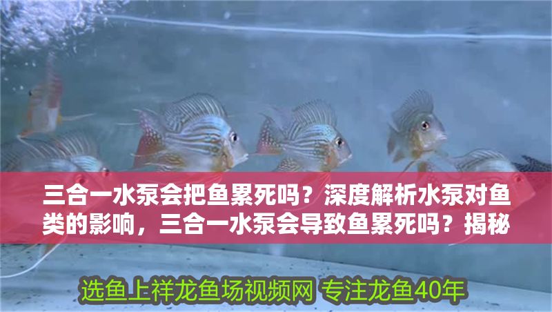 三合一水泵會(huì)把魚累死嗎？深度解析水泵對(duì)魚類的影響，三合一水泵會(huì)導(dǎo)致魚累死嗎？揭秘水泵對(duì)魚類的實(shí)際影響