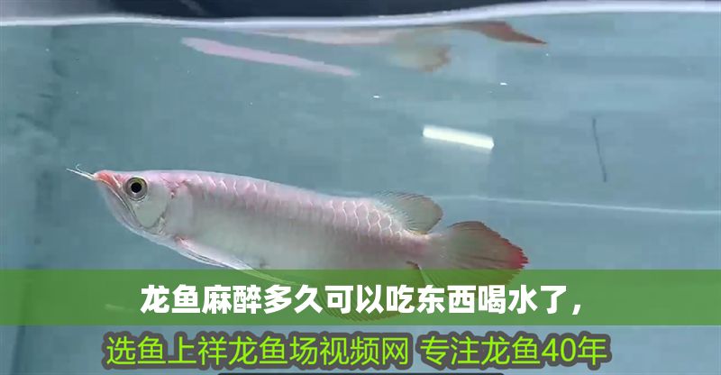 龍魚(yú)麻醉多久可以吃東西喝水了， 龍魚(yú)麻醉多久可以吃東西喝水了， 龍魚(yú)百科 第2張