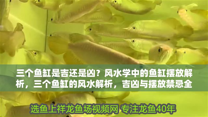 三個魚缸是吉還是兇？風水學中的魚缸擺放解析，三個魚缸的風水解析，吉兇與擺放禁忌全指南