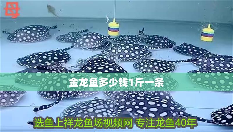 金龍魚多少錢1斤一條
