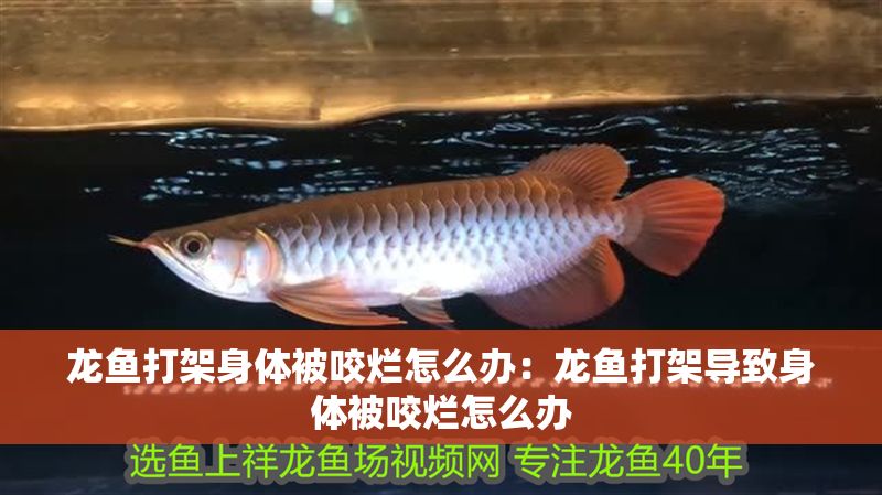 龍魚打架身體被咬爛怎么辦：龍魚打架導致身體被咬爛怎么辦