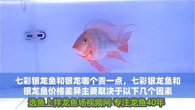 七彩銀龍魚和銀龍哪個貴一點，七彩銀龍魚和銀龍魚價格差異主要取決于以下幾個因素
