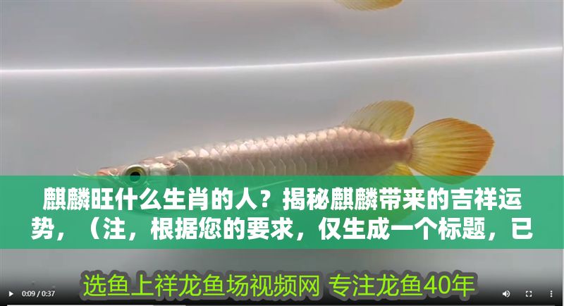 麒麟旺什么生肖的人？揭秘麒麟帶來的吉祥運勢，（注，根據您的要求，僅生成一個標題，已直接呈現于上方） 麒麟旺什么生肖的人？揭秘麒麟帶來的吉祥運勢，（注，根據您的要求，僅生成一個標題，已直接呈現于上方） 龍魚百科 第1張