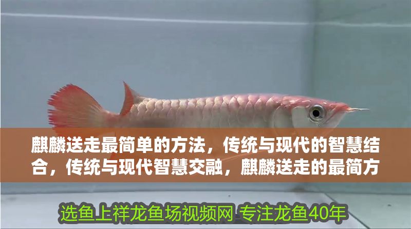 麒麟送走最簡單的方法,傳統(tǒng)與現(xiàn)代的智慧結(jié)合,傳統(tǒng)與現(xiàn)代智慧交融,麒麟送走的最簡方法 龍魚百科 第1張 麒麟送走最簡單的方法,傳統(tǒng)與現(xiàn)代的智慧結(jié)合,傳統(tǒng)與現(xiàn)代智慧交融,麒麟送走的最簡方法 麒麟送走最簡單的方法,傳統(tǒng)與現(xiàn)代的智慧結(jié)合,傳統(tǒng)與現(xiàn)代智慧交融,麒麟送走的最簡方法 龍魚百科 第1張