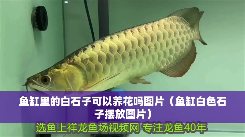 魚缸里的白石子可以養花嗎圖片（魚缸白色石子擺放圖片）