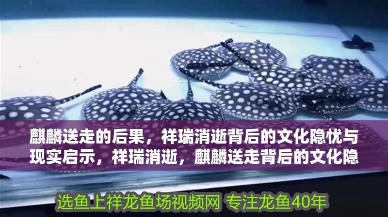 麒麟送走的后果，祥瑞消逝背后的文化隱憂與現(xiàn)實啟示，祥瑞消逝，麒麟送走背后的文化隱憂與現(xiàn)實啟示