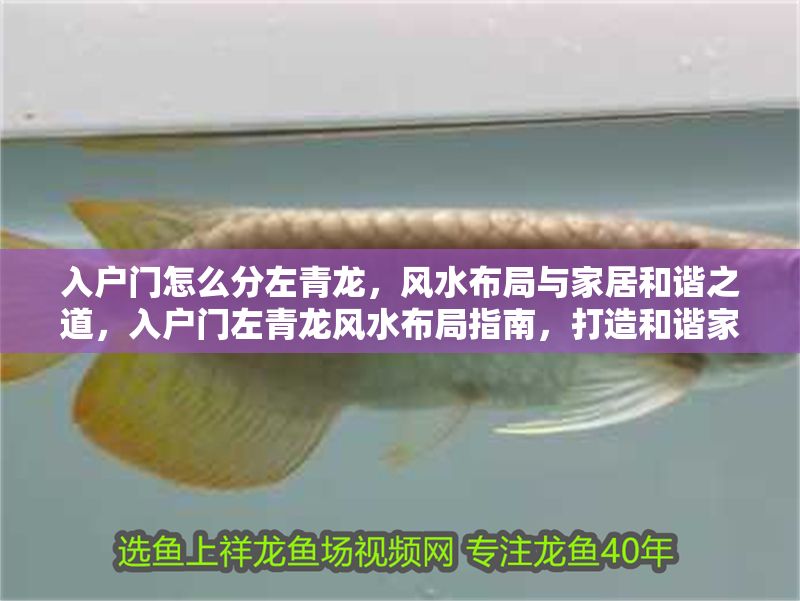 入戶門怎么分左青龍，風水布局與家居和諧之道，入戶門左青龍風水布局指南，打造和諧家居的秘訣