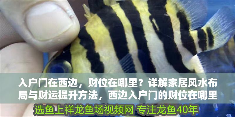 入戶門在西邊，財位在哪里？詳解家居風水布局與財運提升方法，西邊入戶門的財位在哪里？家居風水布局與財運提升全解析 入戶門在西邊，財位在哪里？詳解家居風水布局與財運提升方法，西邊入戶門的財位在哪里？家居風水布局與財運提升全解析 龍魚百科 第1張