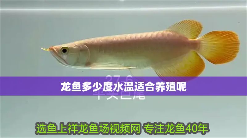 龍魚多少度水溫適合養(yǎng)殖呢