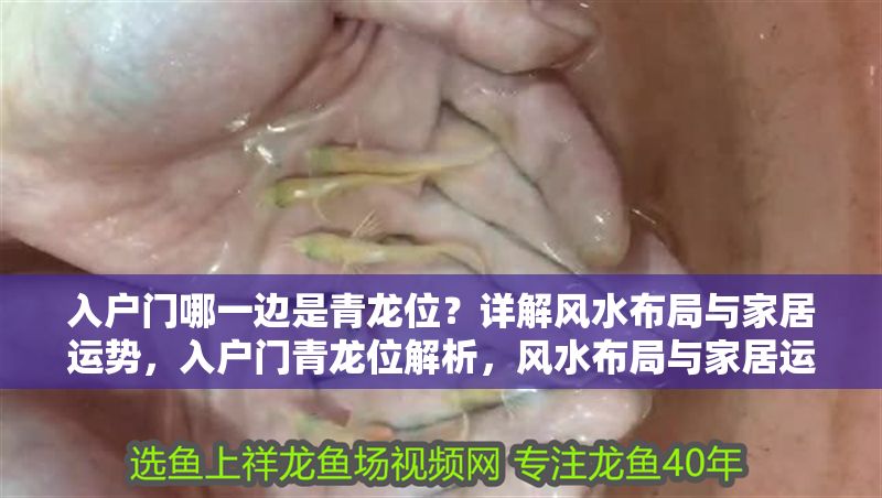 入戶門哪一邊是青龍位？詳解風(fēng)水布局與家居運(yùn)勢，入戶門青龍位解析，風(fēng)水布局與家居運(yùn)勢指南
