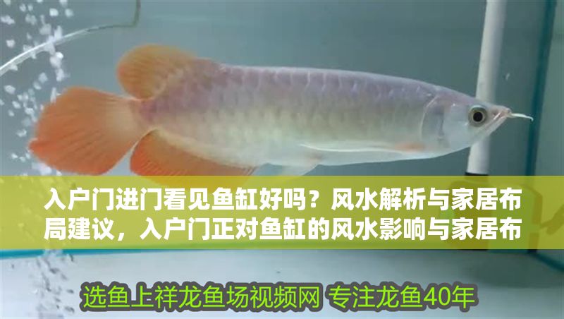 入戶門進門看見魚缸好嗎？風水解析與家居布局建議，入戶門正對魚缸的風水影響與家居布局建議 入戶門進門看見魚缸好嗎？風水解析與家居布局建議，入戶門正對魚缸的風水影響與家居布局建議 龍魚百科 第1張