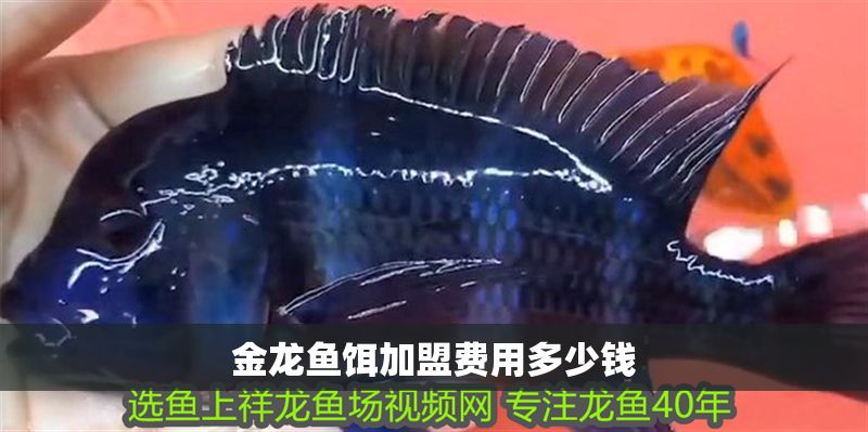 金龍魚餌加盟費用多少錢