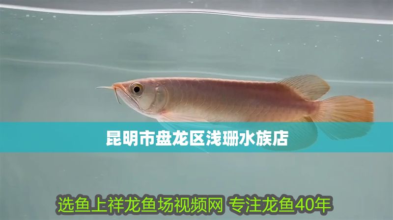 昆明市盤龍區淺珊水族店