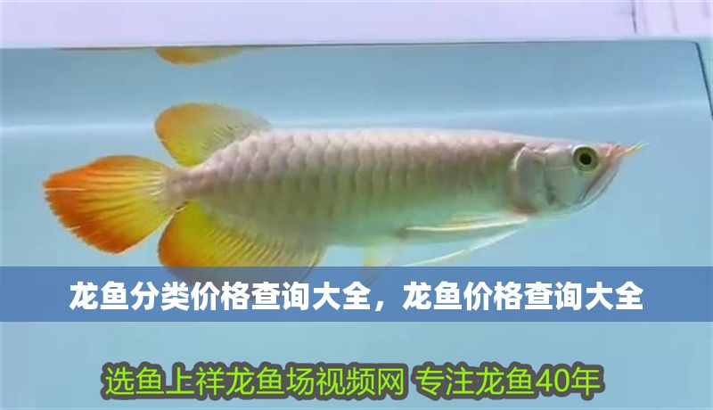 龍魚分類價格查詢大全，龍魚價格查詢大全