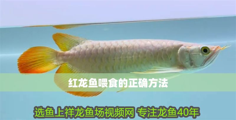 紅龍魚喂食的正確方法 龍魚百科 第1張 紅龍魚喂食的正確方法 紅龍魚喂食的正確方法 龍魚百科 第1張