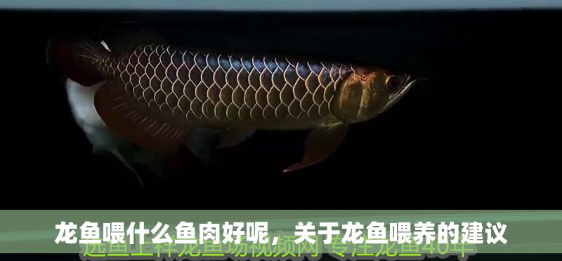 龍魚喂什么魚肉好呢，關于龍魚喂養的建議