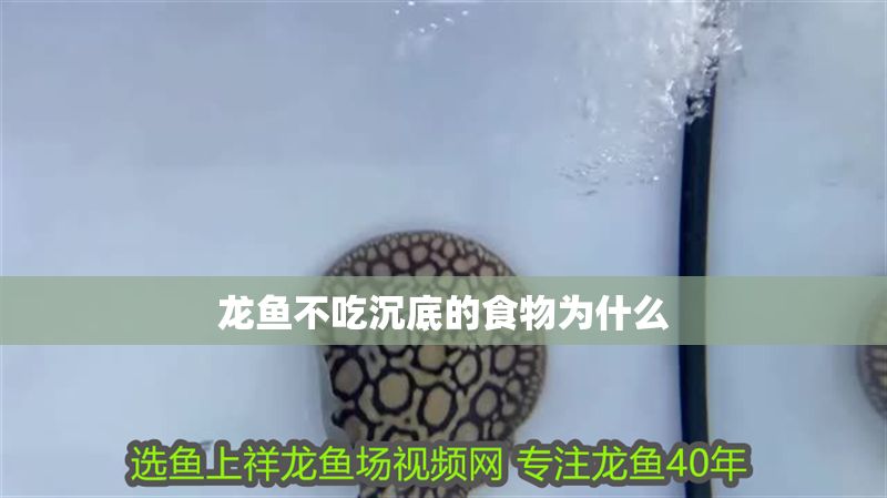 龍魚不吃沉底的食物為什么