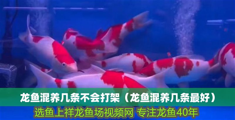 龍魚混養(yǎng)幾條不會(huì)打架（龍魚混養(yǎng)幾條最好）